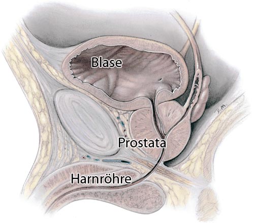 Die Prostata
